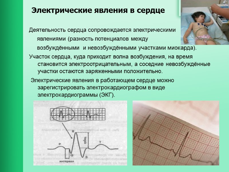 Электрические явления в сердце Деятельность сердца сопровождается электрическими      